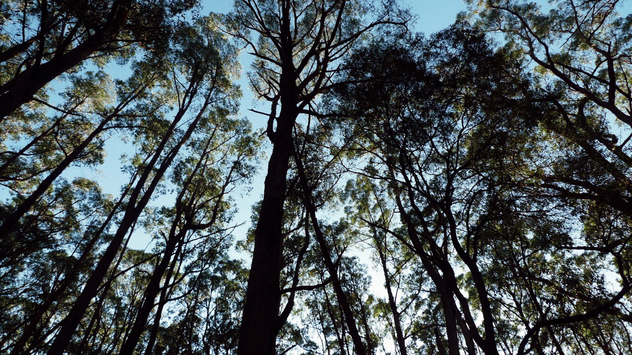 1000ステップス ダンデノン森林