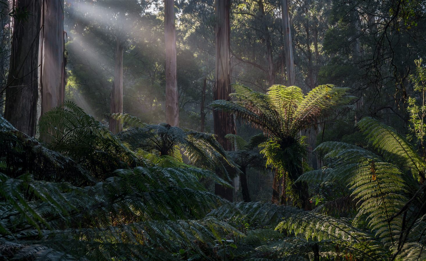ダンデノン・レンジズ シダの森