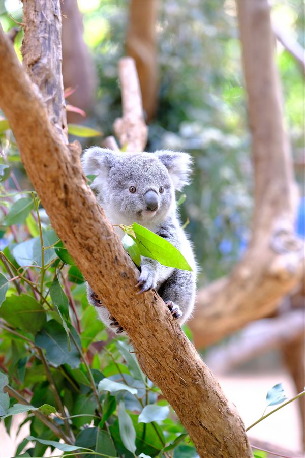 コアラ ヒールズビル・サンクチュアリ